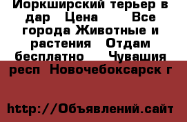 Йоркширский терьер в дар › Цена ­ 1 - Все города Животные и растения » Отдам бесплатно   . Чувашия респ.,Новочебоксарск г.